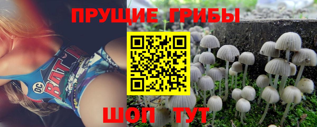 Елизово  Псилоцибиновые грибы Cubensis  Вход с VPN 